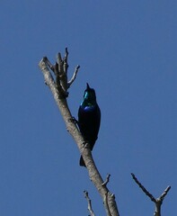 Cinnyris bifasciatus microrhynchus