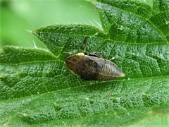 Aphrodes makarovi