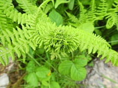 Chirosia grossicauda