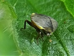 Aphrodes makarovi
