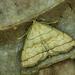 Shaded Fan-Foot - Photo (c) Michał Brzeziński, some rights reserved (CC BY-NC), uploaded by Michał Brzeziński