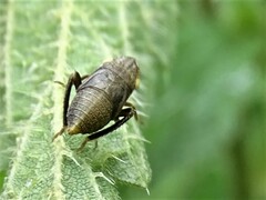 Aphrodes makarovi