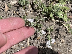 Carlowrightia texana
