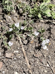 Carlowrightia texana
