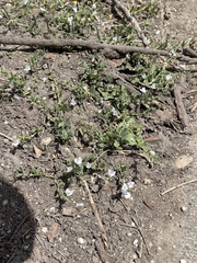 Carlowrightia texana
