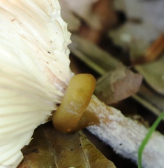 Malacolimax mrazeki