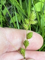 Carex hormathodes