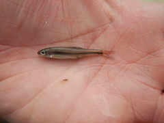Notropis volucellus