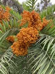 Phoenix loureiroi