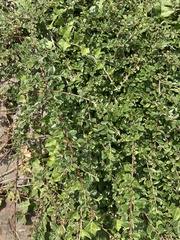 Cotoneaster × suecicus