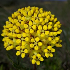 Asclepias cooperi