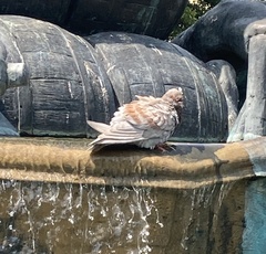 Columba livia domestica