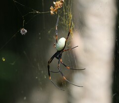 Nephila tetragnathoides