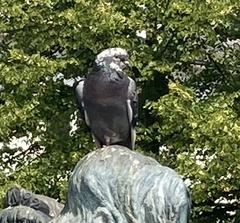 Columba livia domestica
