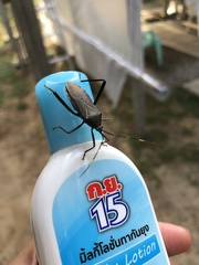 Notobitus