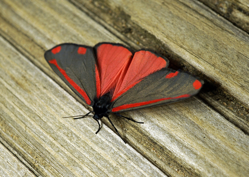 Cinnabar moth