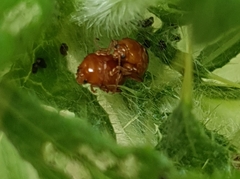 Sphaeroderma testaceum