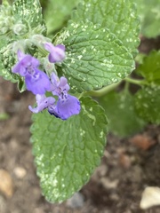 Nepeta × faassenii