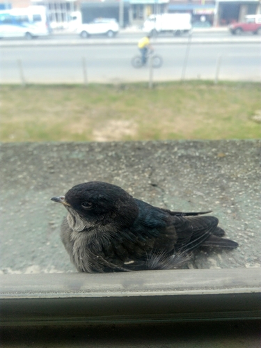 Brown-bellied Swallow (Orochelidon murina), photo 10