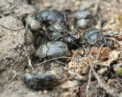 Hoplia graminicola