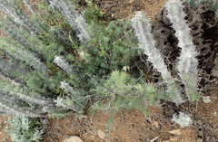 Asparagus crassicladus
