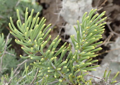 Asparagus crassicladus