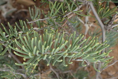 Asparagus crassicladus