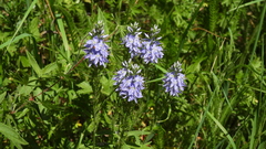 Veronica austriaca