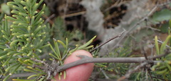 Asparagus crassicladus