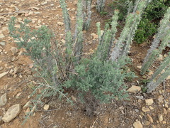 Asparagus crassicladus