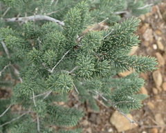 Asparagus crassicladus