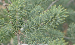 Asparagus crassicladus