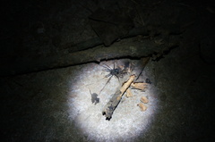 Egaenus