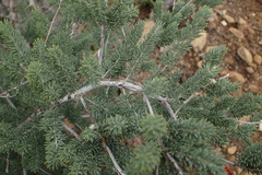 Asparagus crassicladus
