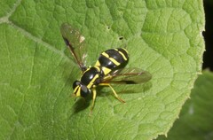 Xanthogramma pedissequum