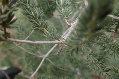 Asparagus crassicladus