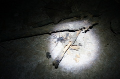 Egaenus