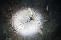 Egaenus