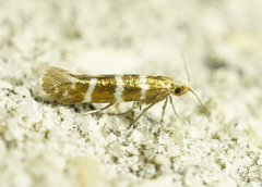 Argyresthia trifasciata