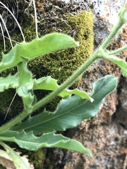 Hieracium amplexicaule