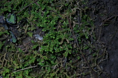 Selaginella sinensis