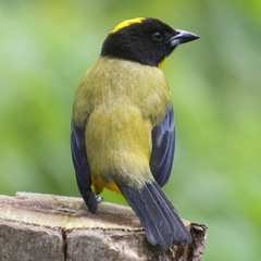 Anisognathus notabilis