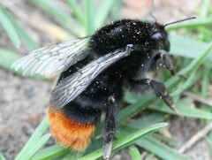 Bombus rupestris