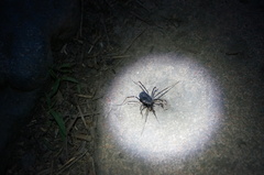 Egaenus