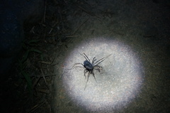 Egaenus