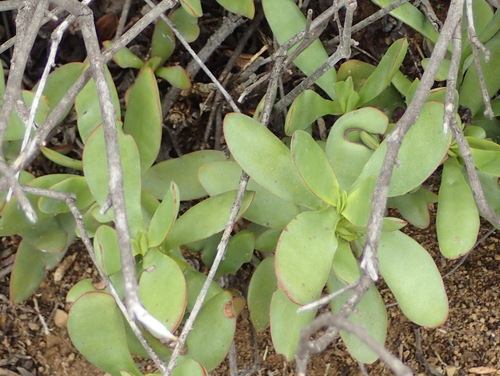 Crassula cultrata