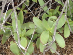 Crassula cultrata