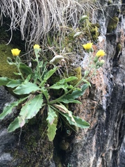 Hieracium amplexicaule