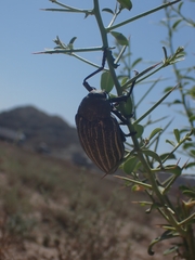 Julodis andreae
