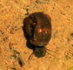 Planorbarius
